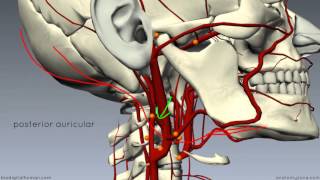 External Carotid Branches  3D Anatomy Tutorial [upl. by Macy]