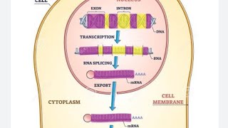 Gene expressionclass12NEETquick revision bio shots [upl. by Obidiah]