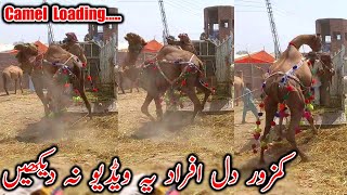 EXCLUSIVE ANGRY Camel Loading Video  Loading of Camel  Runaway Camel at Camel Market 2022 [upl. by Joao233]