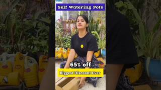 ऑनलाइन पौधों की नर्सरी 🪴Online Plants with Selfwatering Pots💧🌱 shorts onlineplants [upl. by Clynes]