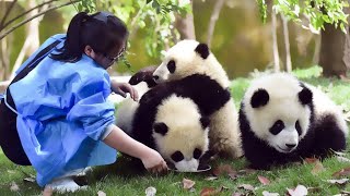 🐼 Too Funny Funny moments of Panda and BreederPanda Funny Video [upl. by Adaurd77]