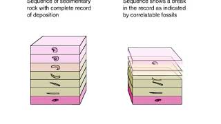 Disconformity With Fossils Animation [upl. by Gretal65]