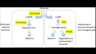 Tyrosinase Inbition  Skin lightener hair eyes  MC1R gene mutation  Sound healing subliminal [upl. by Jermain]