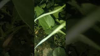 grow garlic plant howtogrowwintervegetables garlic vegetarianrecipes nature love 😍 [upl. by Hoon]