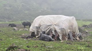 Best Nepali Himalayan Nepali Village Lifestyle in Heavy Rainy Time  Himalayan Yak Farm Farming Life [upl. by Wang]