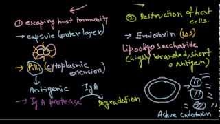 Neisseria meningitidis pathogenesis [upl. by Ynaffad]