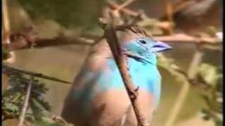 Blue Waxbill [upl. by Khalin]