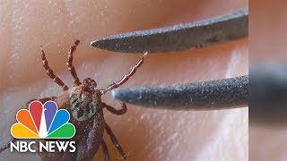 New research may reveal why Lyme disease causes chronic symptoms for some [upl. by Bjorn]