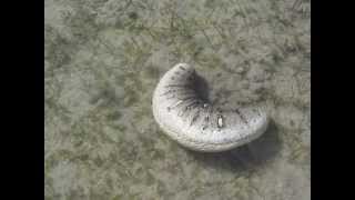 Oman sea cucumber Holothuria scabra in motion by Khalfan Al Rashdi [upl. by Coucher]