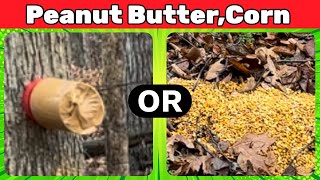 Deer attractant trial corn or peanut butter Part 1 and homestead chores [upl. by Ettie698]