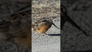 American Woodcocks Dance [upl. by Marelda258]