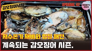 갑오징어낚시  저수온기 채비와 입질패턴 계속되는 갑오징어 시즌 [upl. by Hsina121]