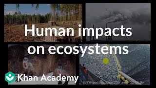 Human impacts on ecosystems  Biodiversity and human impacts  High school biology  Khan Academy [upl. by Ainekahs]