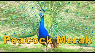 ANIMAL PEOFOWL Feeding  Peacock Peahen MERAK Mahasvin Farm HD [upl. by Arehc]