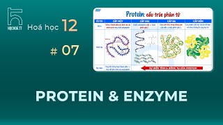 Protein amp Enzyme Căn bản [upl. by Sauncho834]