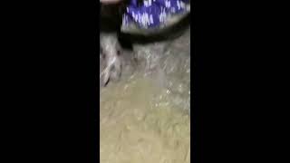 catching eels in chinese amazing eels [upl. by Kinelski]