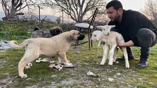 YENİ ÇOBAN GÖREVE BAŞLADI  YENİ KOYUNLARIM [upl. by Nyberg]