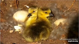 Decorah Goose N2B  One Gosling Jumps Safely To Ground 2 Goslings Are Left Behind In Nest 42324 [upl. by Thagard676]