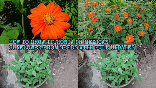 HOW TO GROW TITHONIA OR MEXICAN SUNFLOWER FROM SEEDS WITH FULL UPDATES [upl. by Ydnor]