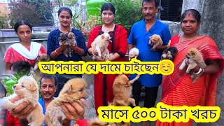 মাসে ৫০০ টাকা খরচ Culture Pomeranian maintenance🤗Pomeranian puppies price in india🤗Kolkata Dog price [upl. by Anirol]