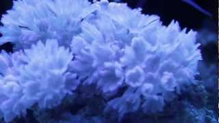 Red Sea Pulsing Xenia 1080p HD  Saltwater Reef  in a 72 Gallon Bow Front [upl. by Schenck]