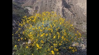 Encelia farinosa brittlebush [upl. by Ailina]