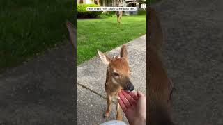 Fawn Freed From Sewer Grate and then deer babydeer short [upl. by Ailel]