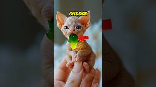 Choose Your Helpless Cat shorts cat pets [upl. by Georgena]