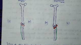 Popliteus muscle anatomy [upl. by Chansoo235]