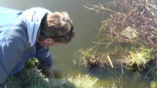 using colony cage traps for muskrat trapping 101 [upl. by Ipoillak]