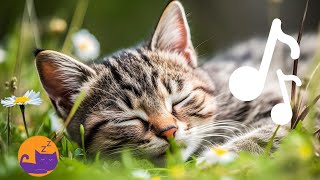 12 HOURS of Music for Cats  528 Hz AntiAnxiety Melodies for ALL Cats [upl. by Pia903]