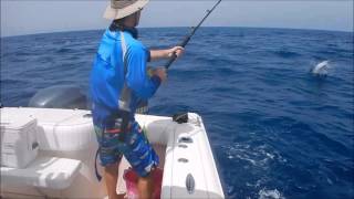 Marlins blancs du Maroc 2016  Morocco white marlin in Mohammedia [upl. by Nauqaj]