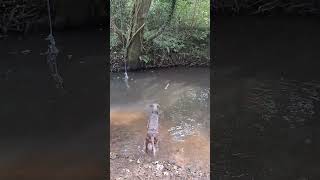 Dog diving into the river Lola the Bedlington Whippet doglover [upl. by Dhar]