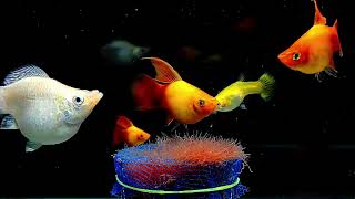 Guppies mollyfish  Platy fish amp Swordtail fish eating food from worm trap fish fishing [upl. by Nylkaj]