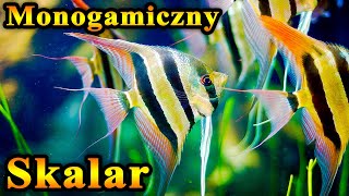 Monogamiczny 🐠SKALAR i Cykl Jego Życia [upl. by Tnerual19]