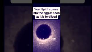 God Creates Your Spirit During Fertilization You are a living eternal being at conception [upl. by Enileoj716]