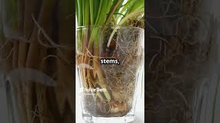 How Plants Reproduce Fast Facts biology biofacts science facts cell cellbiology youtube [upl. by Aneehsyt829]