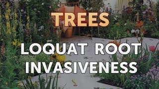 Loquat Root Invasiveness [upl. by Ateikan]