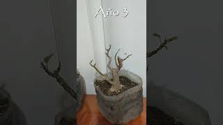 Bonsai de Ombu  evolución de bonsai [upl. by Renner71]