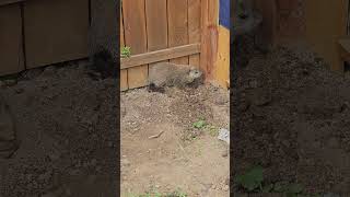 Groundhog Digging a Hole under the Fence animals groundhog wildlife cute [upl. by Solakcin]