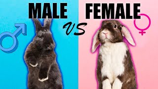 Male Rabbits VS Female Rabbits The Differences [upl. by Fasa]