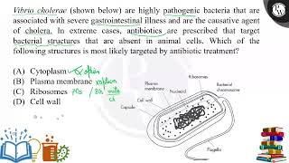 Vibrio cholerae shown below are highly pathogenic bacteria that are associated with severe gas [upl. by Feltie]