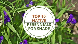 Top 10 Perennials for Shade in North Texas [upl. by Ilanos62]