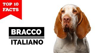 Bracco Italiano  Top 10 Facts [upl. by Ahsinnek]