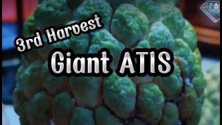 GIANT ATIS  3rd Harvest  Bryllez Channel [upl. by Cj]