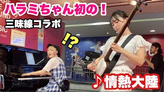 【ハラミちゃんコラボ】ぶっつけ本番！？津軽三味線で『情熱大陸』弾いてみた🍖🎹 [upl. by Anazraf]