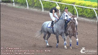 🔥Cascabel 🆚 2 Vicios🔥 Fresno Hipodromo SIN🍅 [upl. by Yaned]