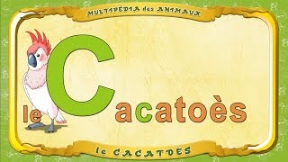 Multipédia des animaux La lettre C  le Cacatoès [upl. by Niggem]