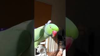 Indian Ringneck parrot talking [upl. by Sydney]