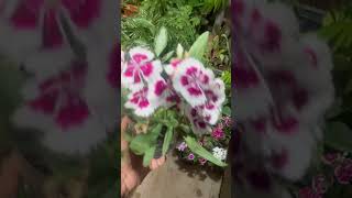 Verbena plant in my terrace garden  gardening [upl. by Darci]